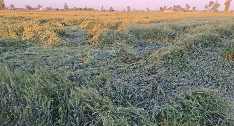 ਗੜੇਮਾਰੀ ਦੀ ਮਾਰ