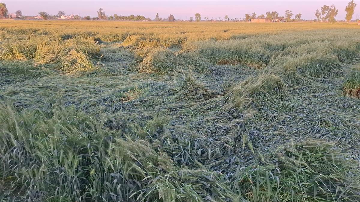 ਗੜੇਮਾਰੀ ਦੀ ਮਾਰ